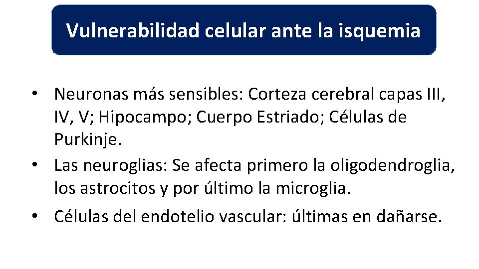Vulnerabilidad celular ante la isquemia • Neuronas más sensibles: Corteza cerebral capas III, IV, Vulnerabilidad celular ante la isquemia • Neuronas más sensibles: Corteza cerebral capas III, IV,