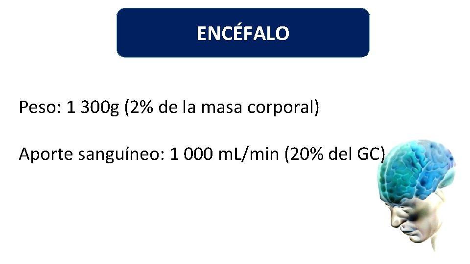 ENCÉFALO Peso: 1 300 g (2% de la masa corporal) Aporte sanguíneo: 1 000 ENCÉFALO Peso: 1 300 g (2% de la masa corporal) Aporte sanguíneo: 1 000