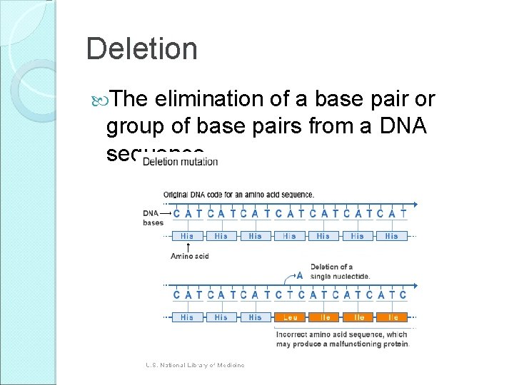 Deletion The elimination of a base pair or group of base pairs from a Deletion The elimination of a base pair or group of base pairs from a