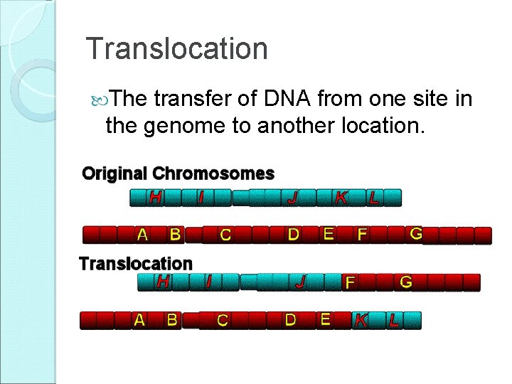 Translocation The transfer of DNA from one site in the genome to another location. Translocation The transfer of DNA from one site in the genome to another location.