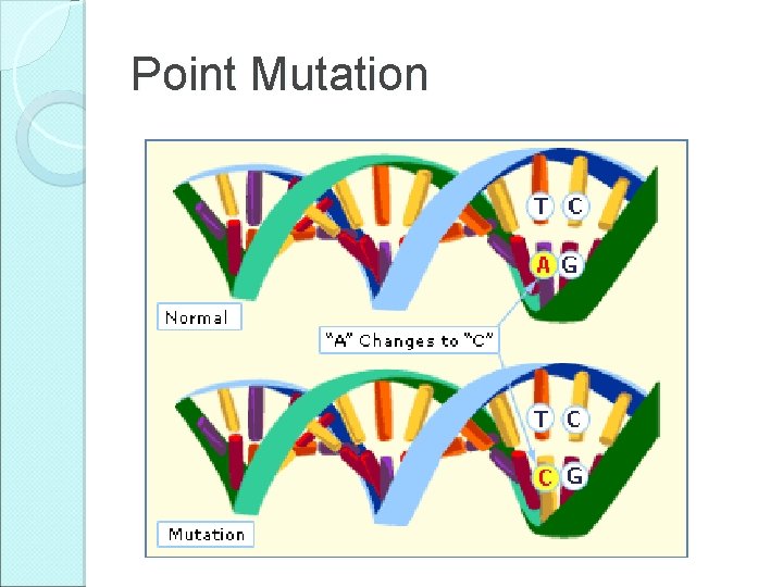 Point Mutation Point Mutation