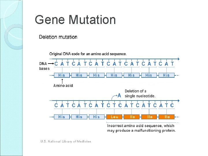 Gene Mutation Gene Mutation