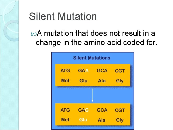 Silent Mutation A mutation that does not result in a change in the amino Silent Mutation A mutation that does not result in a change in the amino