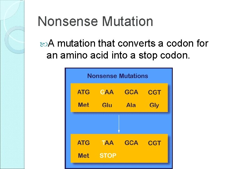 Nonsense Mutation A mutation that converts a codon for an amino acid into a Nonsense Mutation A mutation that converts a codon for an amino acid into a