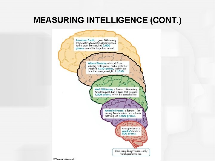 MEASURING INTELLIGENCE (CONT. ) 