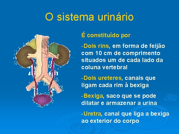 O sistema urinário É constituído por: -Dois rins, em forma de feijão com 10