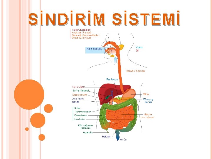 SİNDİRİM SİSTEMİ 