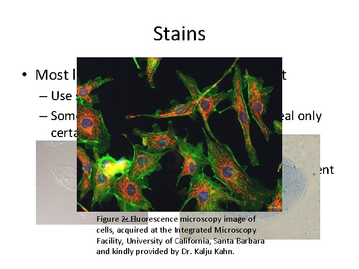 Stains • Most living cells are nearly transparent – Use stains or dyes to Stains • Most living cells are nearly transparent – Use stains or dyes to