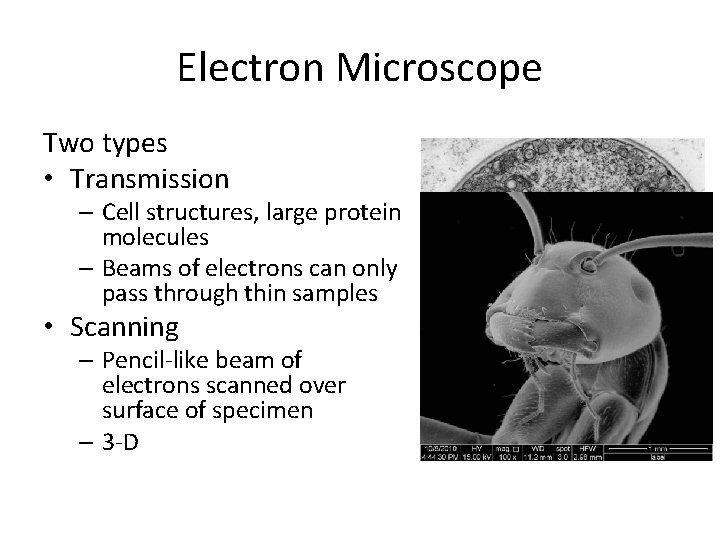Electron Microscope Two types • Transmission – Cell structures, large protein molecules – Beams Electron Microscope Two types • Transmission – Cell structures, large protein molecules – Beams