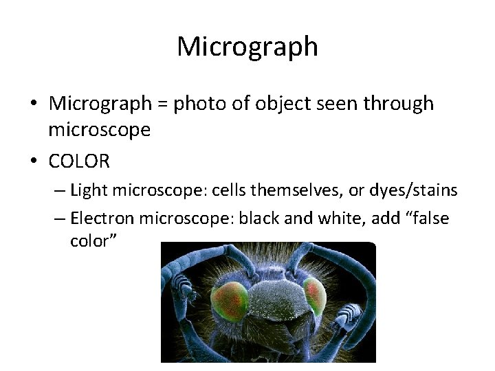 Micrograph • Micrograph = photo of object seen through microscope • COLOR – Light Micrograph • Micrograph = photo of object seen through microscope • COLOR – Light
