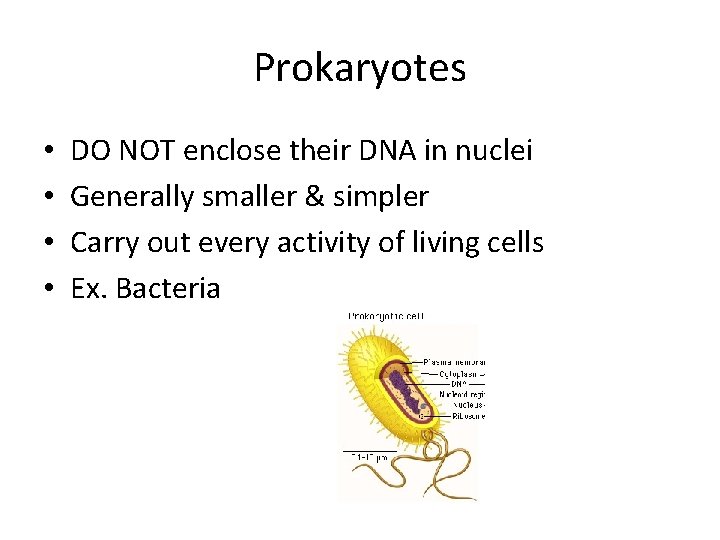 Prokaryotes • • DO NOT enclose their DNA in nuclei Generally smaller & simpler Prokaryotes • • DO NOT enclose their DNA in nuclei Generally smaller & simpler