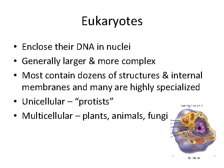 Eukaryotes • Enclose their DNA in nuclei • Generally larger & more complex • Eukaryotes • Enclose their DNA in nuclei • Generally larger & more complex •