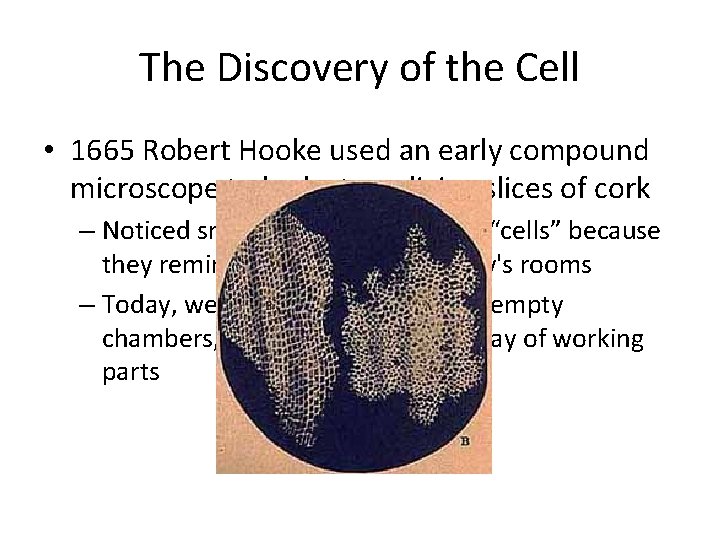 The Discovery of the Cell • 1665 Robert Hooke used an early compound microscope The Discovery of the Cell • 1665 Robert Hooke used an early compound microscope