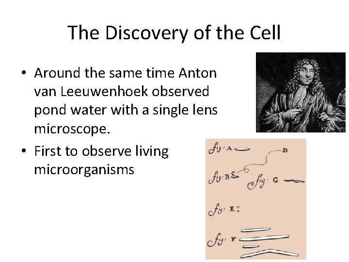 The Discovery of the Cell • Around the same time Anton van Leeuwenhoek observed The Discovery of the Cell • Around the same time Anton van Leeuwenhoek observed