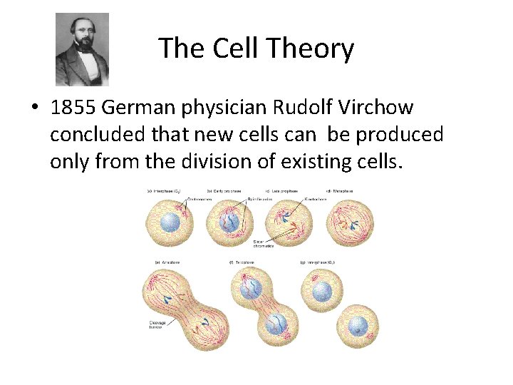 The Cell Theory • 1855 German physician Rudolf Virchow concluded that new cells can The Cell Theory • 1855 German physician Rudolf Virchow concluded that new cells can