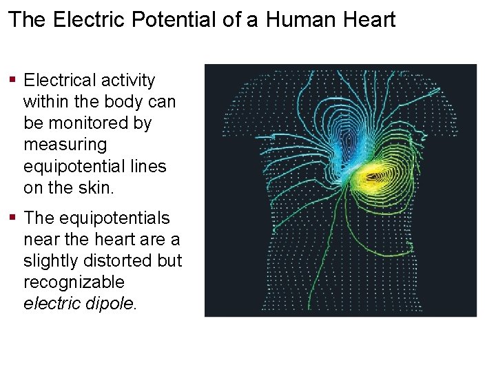 The Electric Potential of a Human Heart § Electrical activity within the body can The Electric Potential of a Human Heart § Electrical activity within the body can