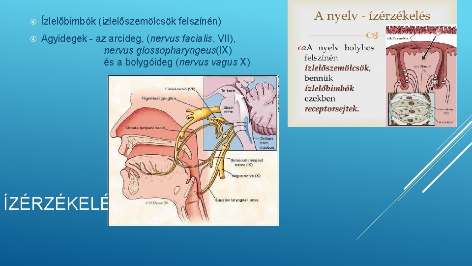 Ízlelőbimbók (ízlelőszemölcsök felszínén) Agyidegek - az arcideg, (nervus facialis, VII), nervus glossopharyngeus(IX) és Ízlelőbimbók (ízlelőszemölcsök felszínén) Agyidegek - az arcideg, (nervus facialis, VII), nervus glossopharyngeus(IX) és