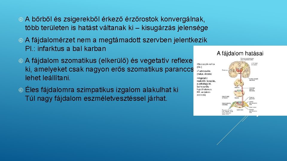 A bőrből és zsigerekből érkező érzőrostok konvergálnak, több területen is hatást váltanak ki A bőrből és zsigerekből érkező érzőrostok konvergálnak, több területen is hatást váltanak ki