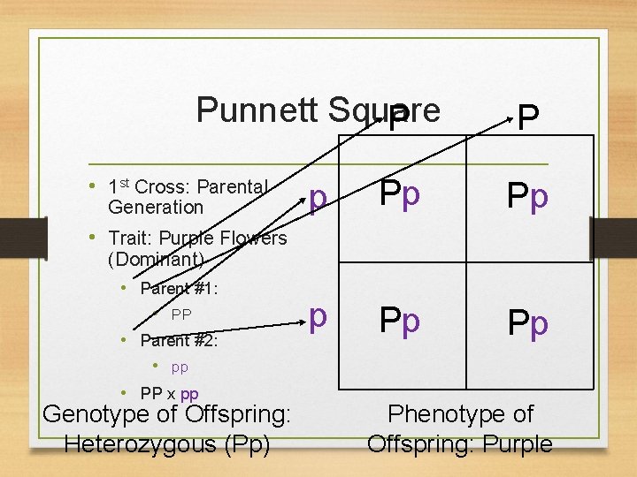 Punnett Square P • 1 st Cross: Parental Generation P p Pp Pp •