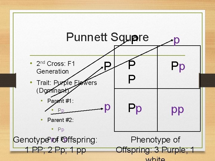 Punnett Square P • 2 nd Cross: F 1 Generation p P Pp pp