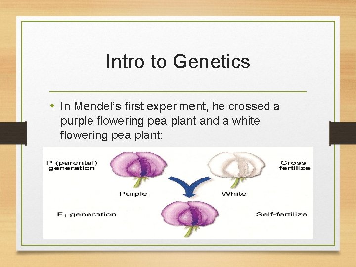 Intro to Genetics • In Mendel’s first experiment, he crossed a purple flowering pea