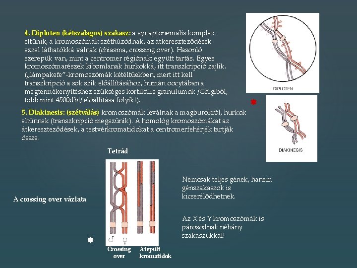 4. Diploten (kétszalagos) szakasz: a synaptonemalis komplex eltűnik, a kromoszómák széthúzódnak, az átkereszteződések ezzel