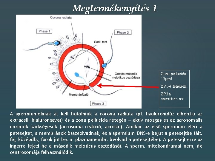 Megtermékenyítés 1 Zona pellucida 13 mm! ZP 1 -4 fehérjék, ZP 3 a spermium