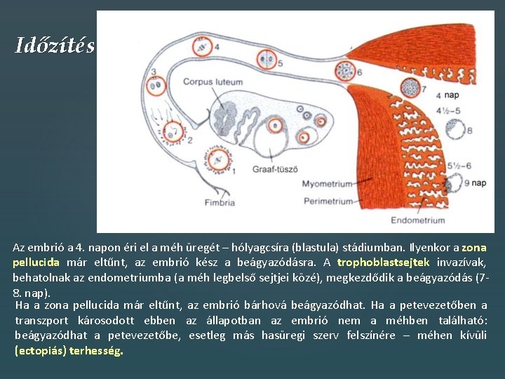 Időzítés Az embrió a 4. napon éri el a méh üregét – hólyagcsíra (blastula)