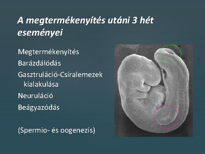 A megtermékenyítés utáni 3 hét eseményei Megtermékenyítés Barázdálódás Gasztruláció-Csíralemezek kialakulása Neuruláció Beágyazódás (Spermio- és
