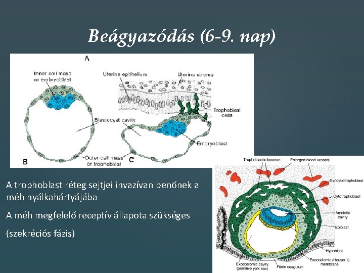 Beágyazódás (6 -9. nap) A trophoblast réteg sejtjei invazívan benőnek a méh nyálkahártyájába A