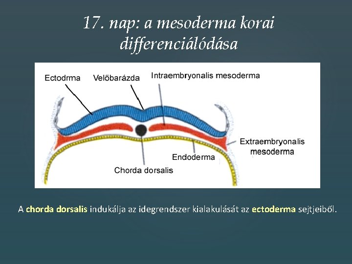 17. nap: a mesoderma korai differenciálódása A chorda dorsalis indukálja az idegrendszer kialakulását az