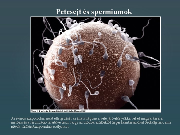 Petesejt és spermiumok Az ivaros szaporodási mód elterjedését az állatvilágban a vele járó előnyökkel