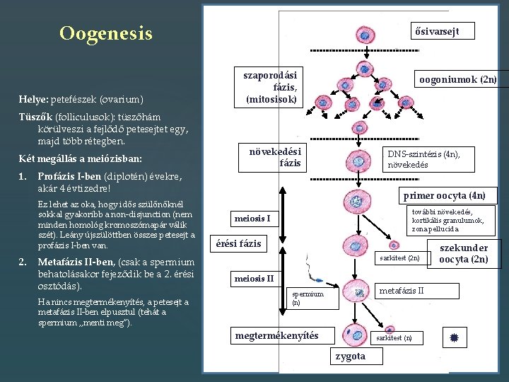Oogenesis Helye: petefészek (ovarium) Tüszők (folliculusok): tüszőhám körülveszi a fejlődő petesejtet egy, majd több