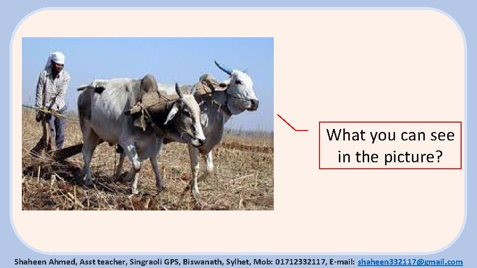 What you can see in the picture? Shaheen Ahmed, Asst teacher, Singraoli GPS, Biswanath,