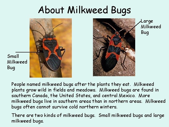 About Milkweed Bugs Large Milkweed Bug Small Milkweed Bug People named milkweed bugs after