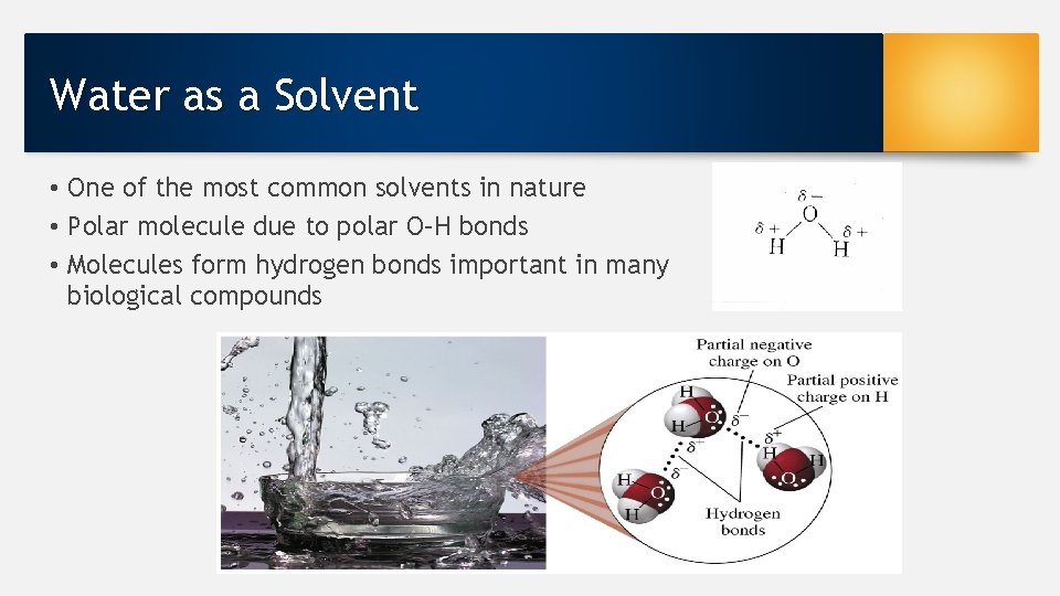 Water as a Solvent • One of the most common solvents in nature •