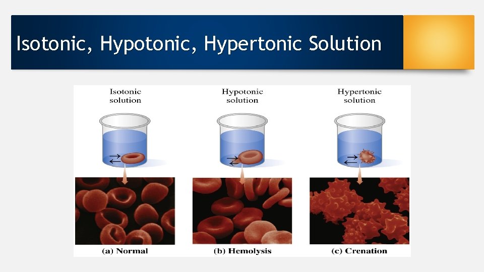 Isotonic, Hypertonic Solution 
