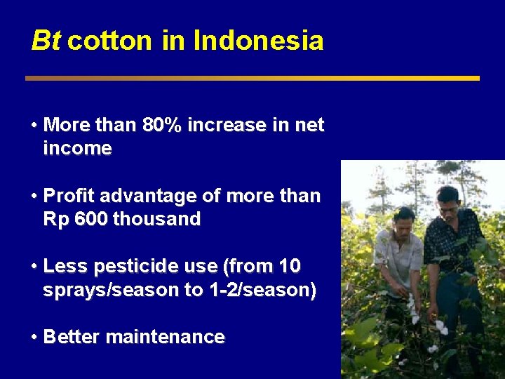 Bt cotton in Indonesia • More than 80% increase in net income • Profit