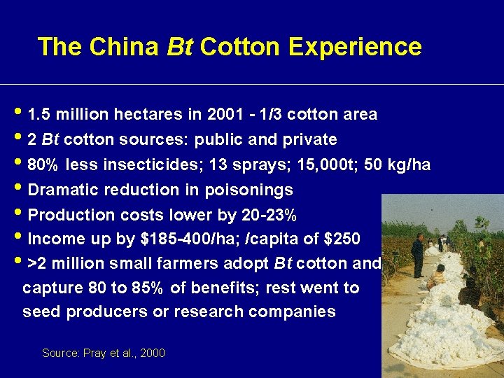 The China Bt Cotton Experience • 1. 5 million hectares in 2001 - 1/3