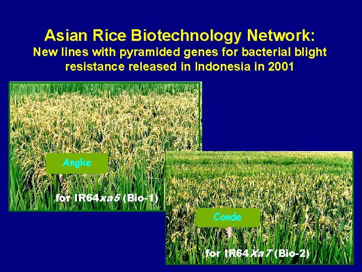 Asian Rice Biotechnology Network: New lines with pyramided genes for bacterial blight resistance released