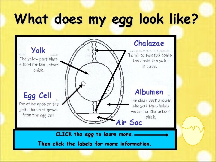 What does my egg look like? Yolk Chalazae Albumen Egg Cell Air Sac CLICK