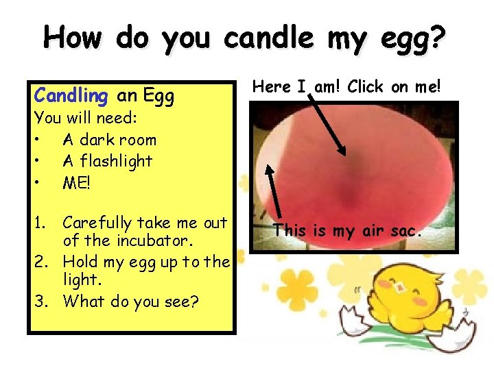 How do you candle my egg? Candling an Egg Here I am! Click on