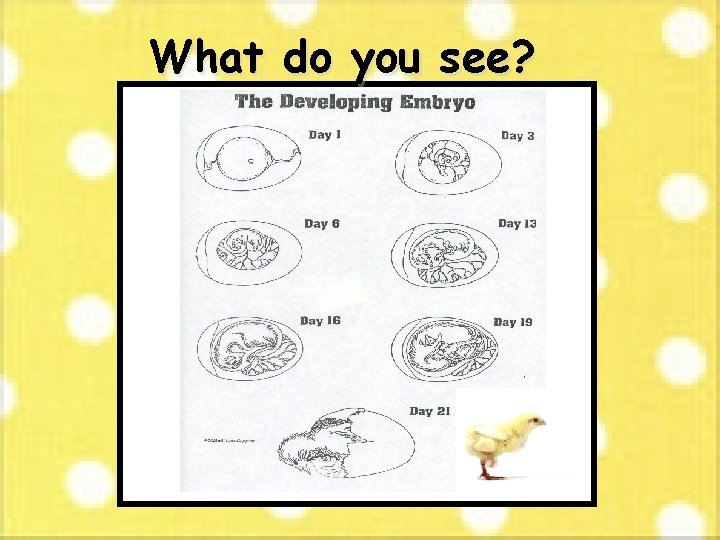 What do you see? 