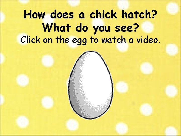 How does a chick hatch? What do you see? Click on the egg to