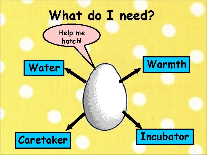 What do I need? Help me hatch! Water Warmth Caretaker Incubator 