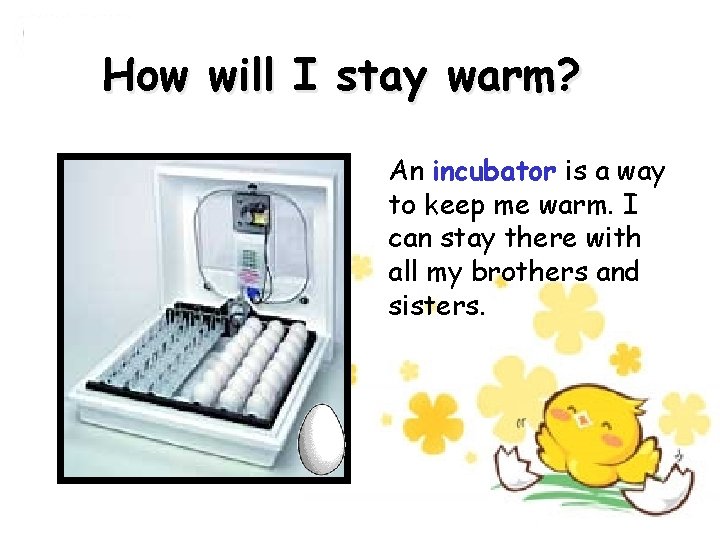 How will I stay warm? An incubator is a way to keep me warm.