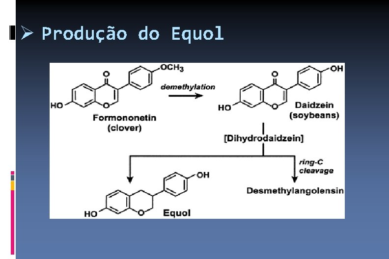  Produção do Equol 