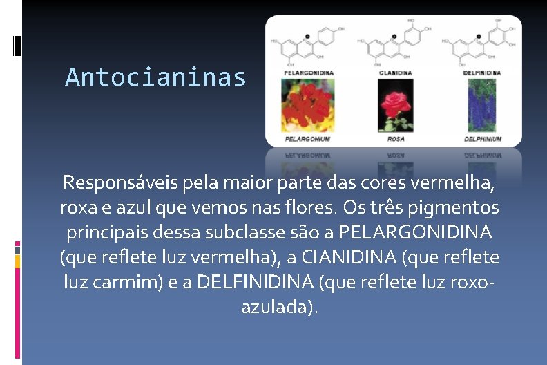 Antocianinas Responsáveis pela maior parte das cores vermelha, roxa e azul que vemos nas
