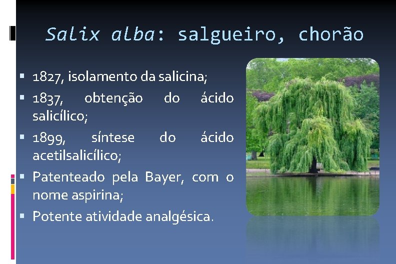 Salix alba: salgueiro, chorão 1827, isolamento da salicina; 1837, obtenção do ácido salicílico; 1899,