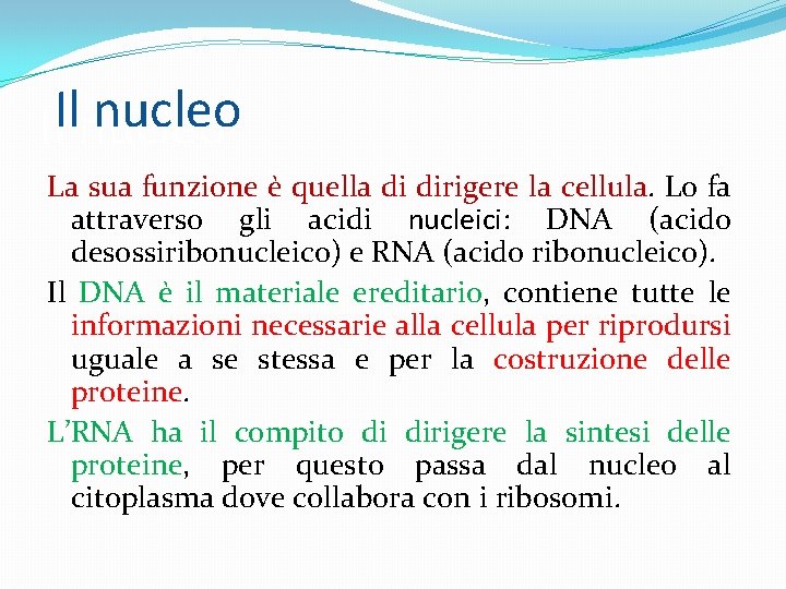 Il nucleo La sua funzione è quella di dirigere la cellula. Lo fa attraverso